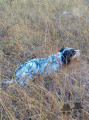 Setter Anglais LARICE DEL FRAGIM Setter Anglais LARICE DEL FRAGIM